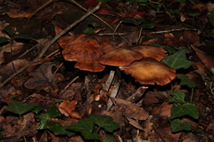 Physalacriaceae