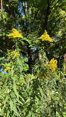 Solidago