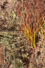 Trachyandra chlamydophylla