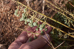 Trachyandra chlamydophylla