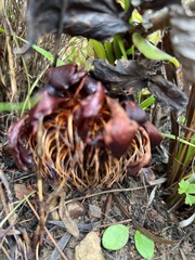 Protea amplexicaulis