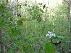 Crataegus pruinosa