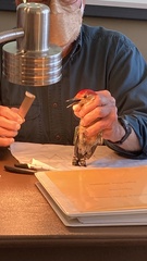 Melanerpes carolinus