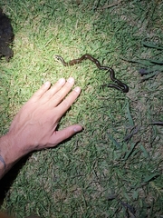 Afrotyphlops bibronii