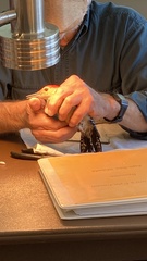 Melanerpes carolinus