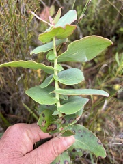 Protea amplexicaulis
