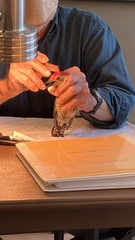 Melanerpes carolinus