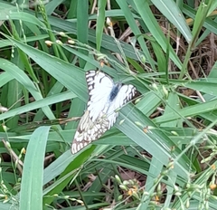 Belenois gidica abyssinica