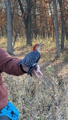 Melanerpes carolinus