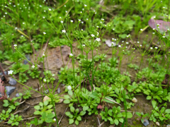 Androsace filiformis