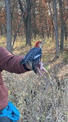 Melanerpes carolinus