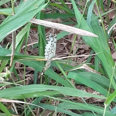 Belenois gidica abyssinica