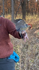 Melanerpes carolinus