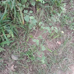 Abutilon sonneratianum