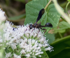 Isodontia exornata