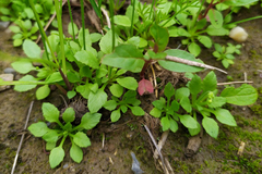 Androsace filiformis