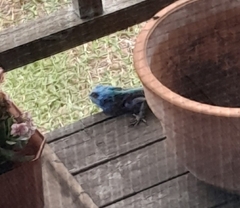 Acanthocercus atricollis