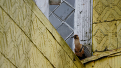 Theristicus melanopis