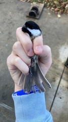 Poecile atricapillus