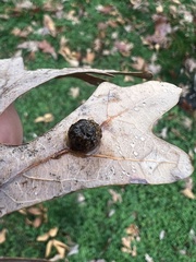 Acraspis pezomachoides