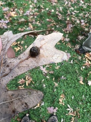 Acraspis pezomachoides