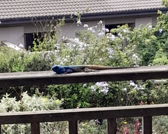 Acanthocercus atricollis