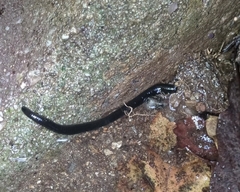 Haemopis sanguisuga