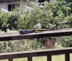 Acanthocercus atricollis