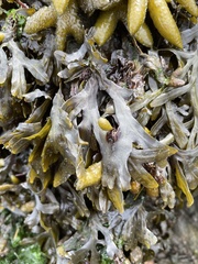 Fucus distichus