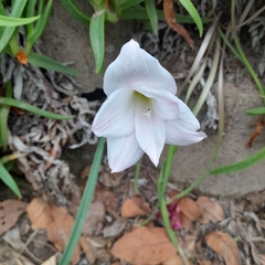 Zephyranthes robusta