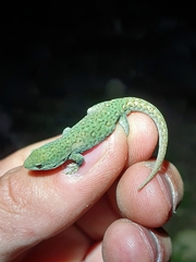 Lygodactylus ocellatus