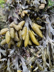 Fucus distichus