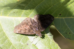 Carcharodini