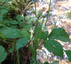 Rubus carpetanus
