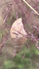Bulimulus bonariensis