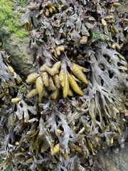 Fucus distichus