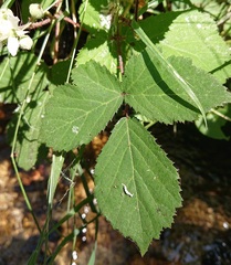 Rubus carpetanus
