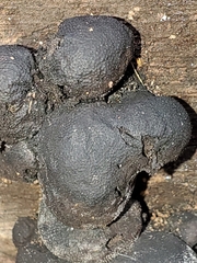 Hypoxylaceae