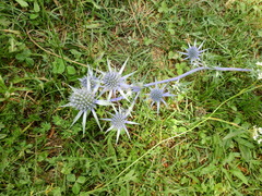 Eryngium bourgatii