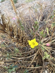 Oenothera elata