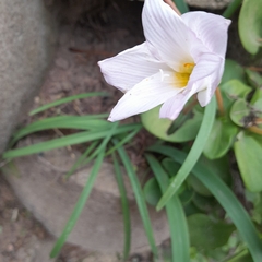 Zephyranthes robusta