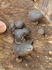 Hypoxylaceae
