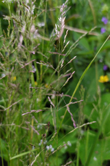 Poa trivialis