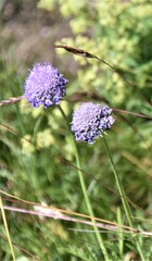 Scabiosa lucida