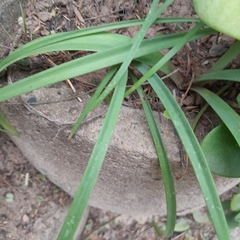 Zephyranthes robusta