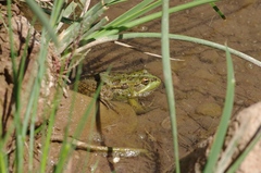 Pelophylax saharicus