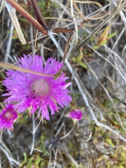 Lampranthus tenuifolius