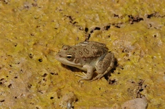 Pelophylax saharicus