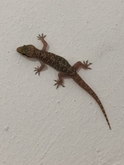 Hemidactylus angulatus