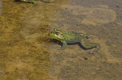 Pelophylax saharicus